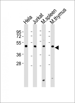 (Mouse) Dpf2 Antibody (Center)