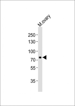 (Mouse) Melk Antibody (C-term)