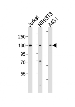 HNRNPU Antibody (C-term)