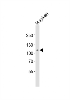 Mouse Mertk Antibody (C-term)