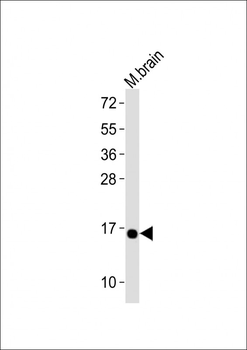(DANRE) cisd2 Antibody (C-Term)