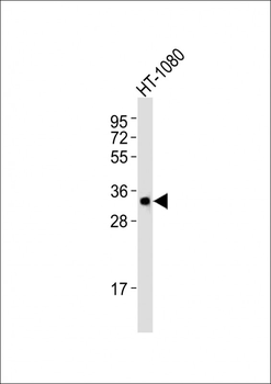 (DANRE) atg5 Antibody (Center)