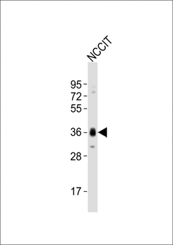 (Mouse) Sox2 Antibody (N-term)