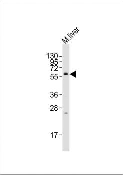 NRBP2 Antibody (C-term)