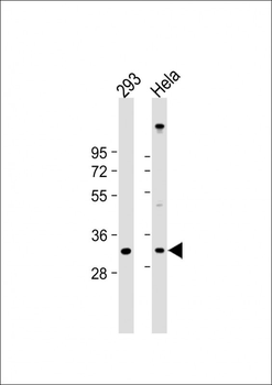 DNASE1 Antibody (Center)