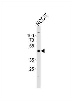 POU5F1 Antibody (C-term)