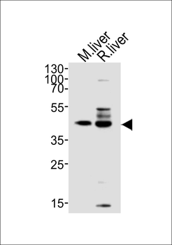 C5orf44 Antibody (N-term)