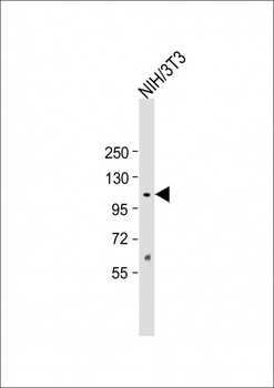 Mouse Sirt1 Antibody (C-term)