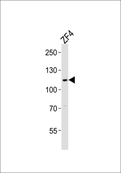 (DANRE) sh3bp4a Antibody (N-term)