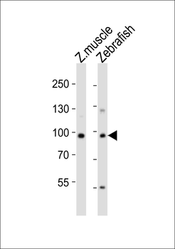(DANRE) usp13 Antibody (Center)