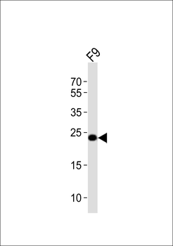 (Mouse) Eras Antibody (N-term)