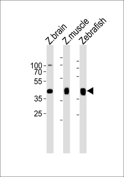 (DANRE) mylipb Antibody (C-term)