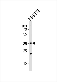 WDR5 Antibody (C-term)