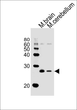 SNAP25 Antibody (S187)