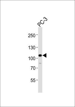Mouse Ephb4 Antibody (C-term)