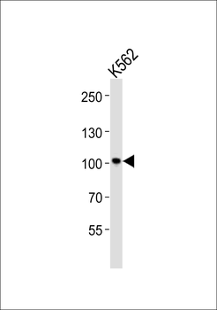 STAT5A Antibody (C-term)