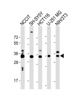 WDR82 Antibody (N-term)