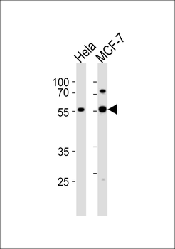 GATA6 Antibody (C-term)