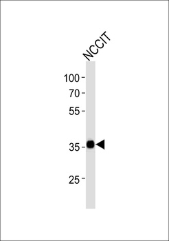 SOX2 Antibody (N-term)