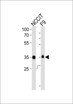 (Mouse) Sox2 Antibody (N-term)