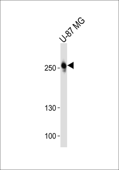 ROS1 Antibody (C-term)