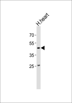 NDN Antibody (N-term)