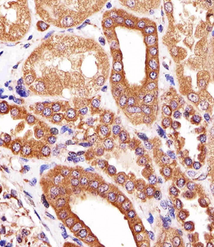 ATG3 Antibody