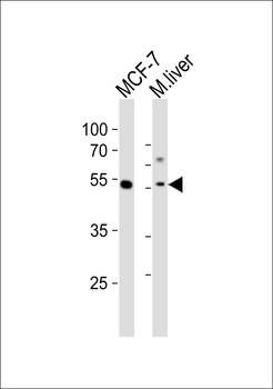 Mouse Gata6 Antibody (C-term)