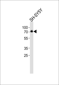 DBH Antibody (Center)