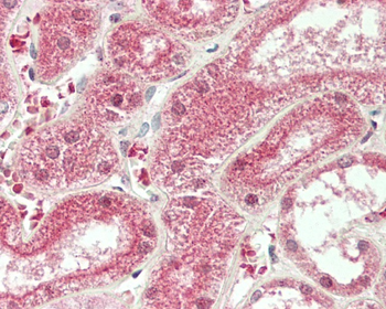 PRDM13 Antibody (N-term)