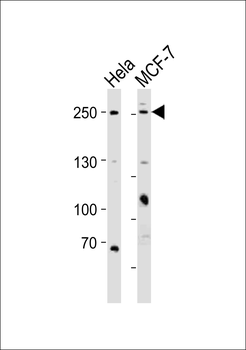 MUC4(Mucin-4 alpha chain) Antibody (N-term)