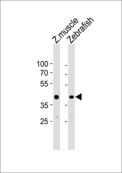 DANRE mycl1a Antibody (N-term)