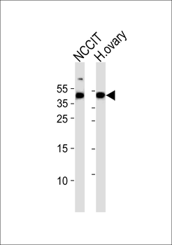 HESRG Antibody (Center)