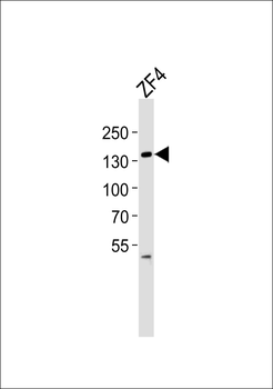 (DANRE) pkn2 Antibody (N-term)