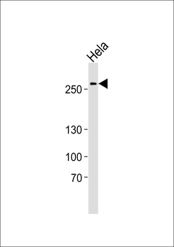 Human-AHCTF1 (S1232) Antibody