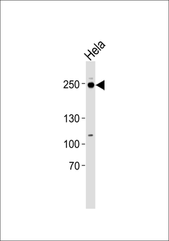 RSF1 Antibody (C-term)