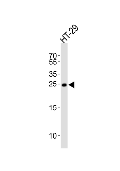 MAD2L1 Antibody (C-term)