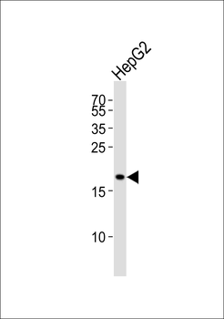 PPIF Antibody (C-term)
