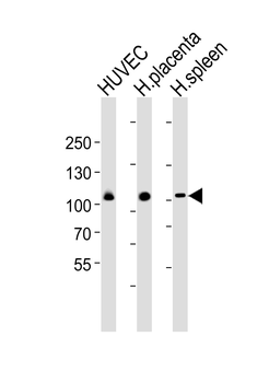 GP1BA(Glycocalicin) Antibody (Center)
