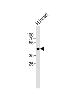 OR13C9 Antibody (N-term)