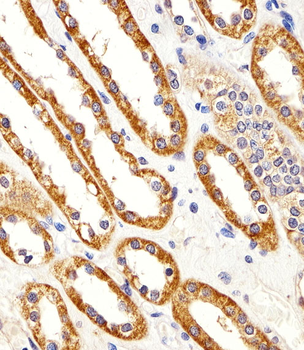 CYS1 Antibody (C-term)