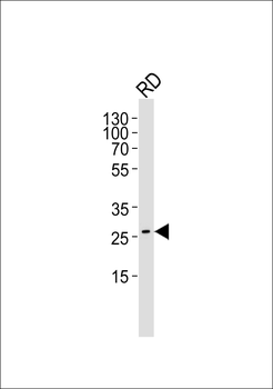hNRG1-Q212 Antibody