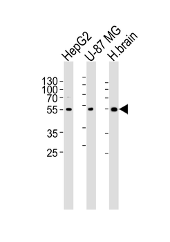 RGS20 Antibody (Center)