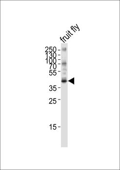 BUB3 Antibody (Drosophila)