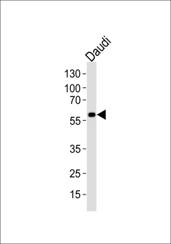 CHRNA9 Antibody (N-term)