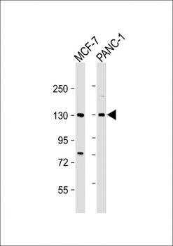 MORC2 Antibody (C-term)