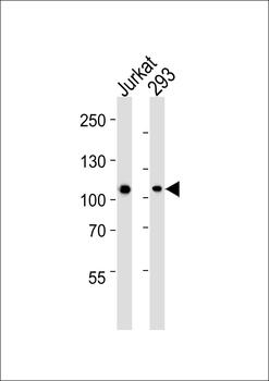MAGED1 Antibody (Center)