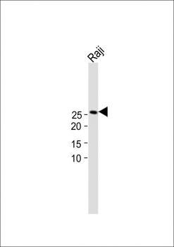 AK4 Antibody (Center)