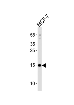 POLR2J3 Antibody (N-term)