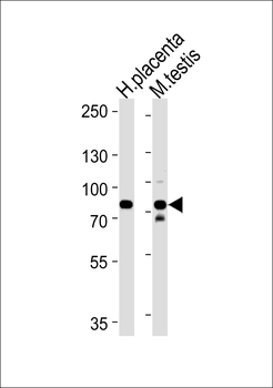 SEMA7A Antibody (N-term)